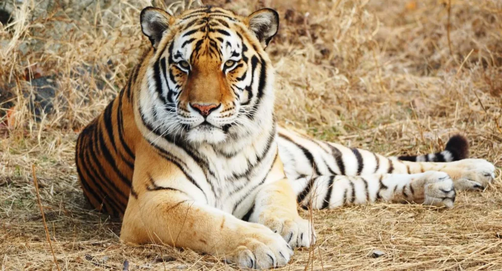 The Sovereign Stripes: A Tribute to the Tiger