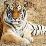 The Sovereign Stripes: A Tribute to the Tiger